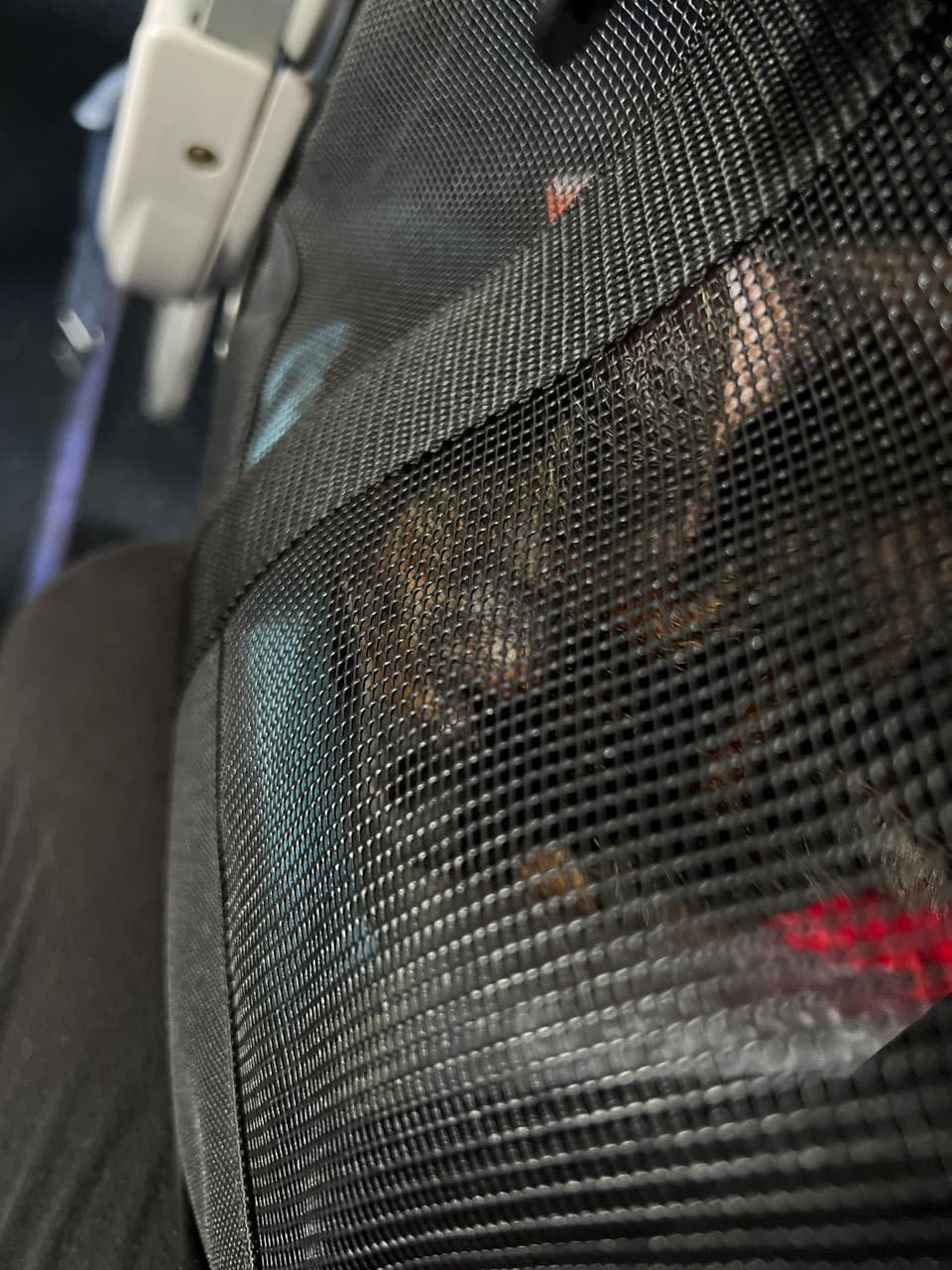 Pet travel photo 4