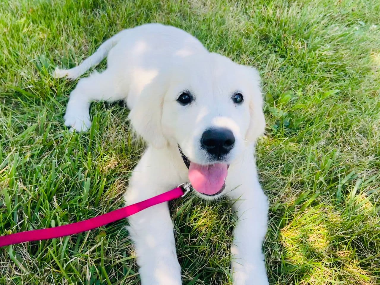 Pet travel photo 5