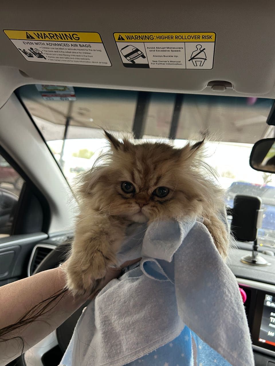Pet travel photo 2