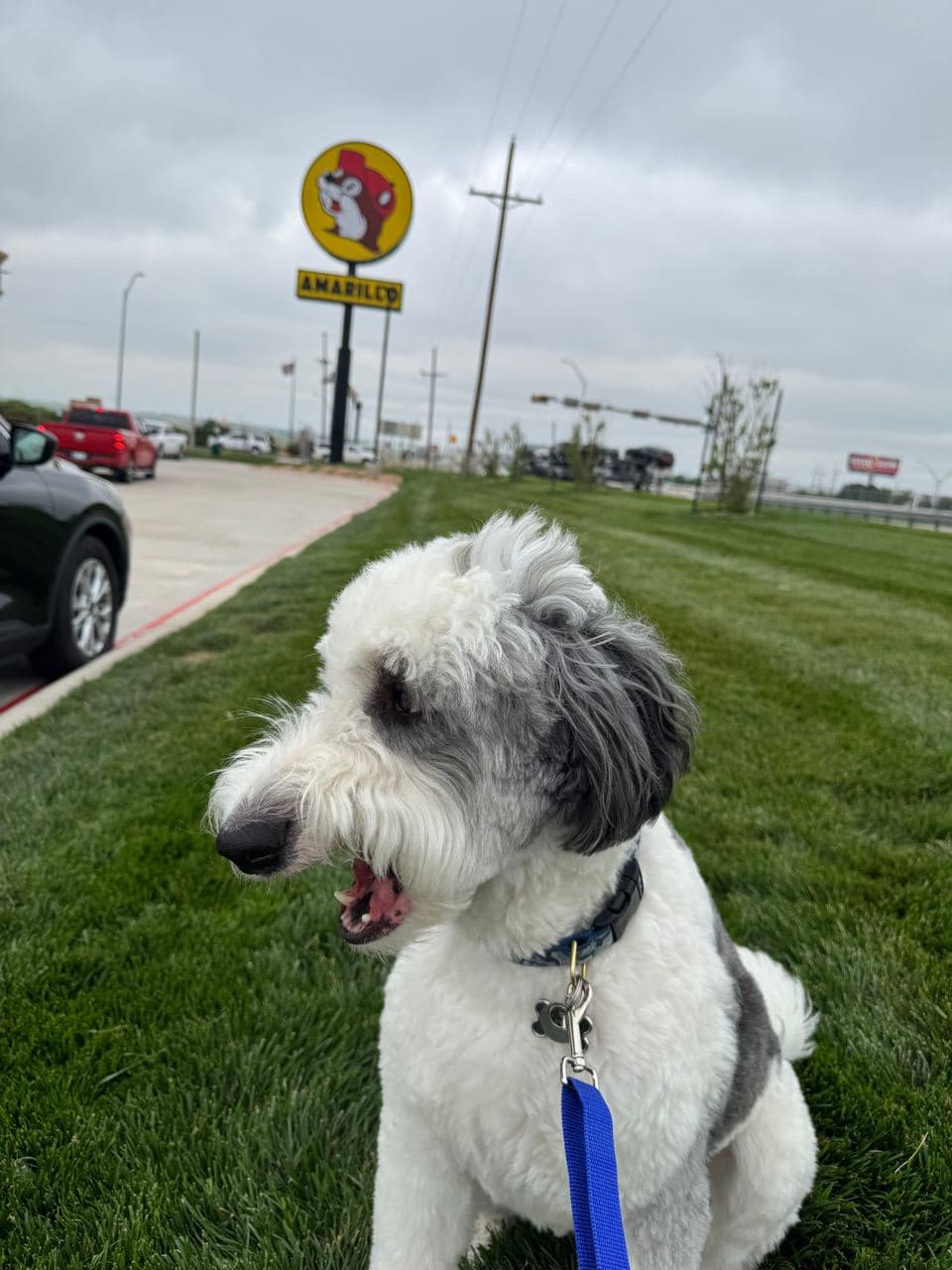 Pet travel photo 4