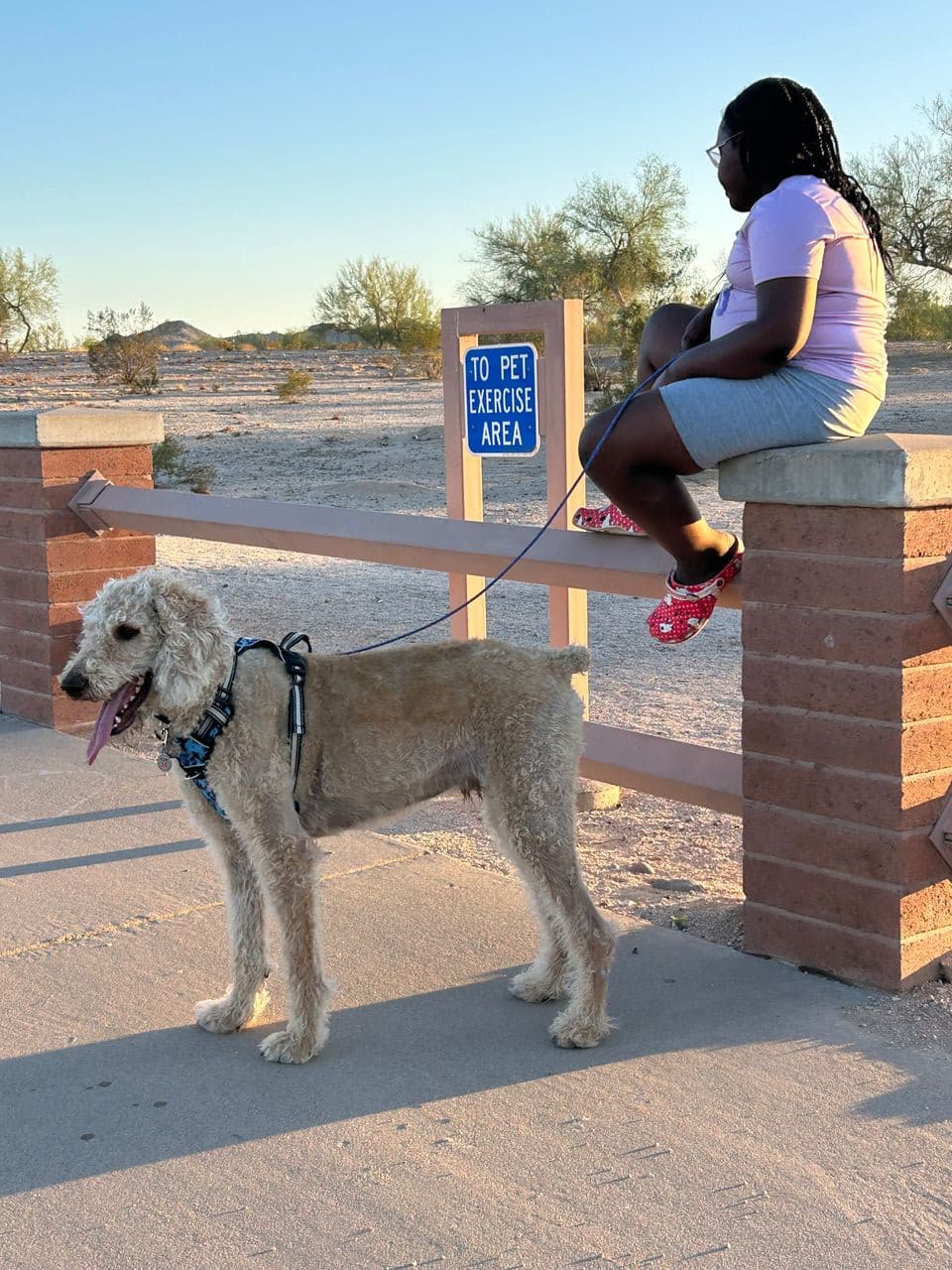 Pet travel photo 3