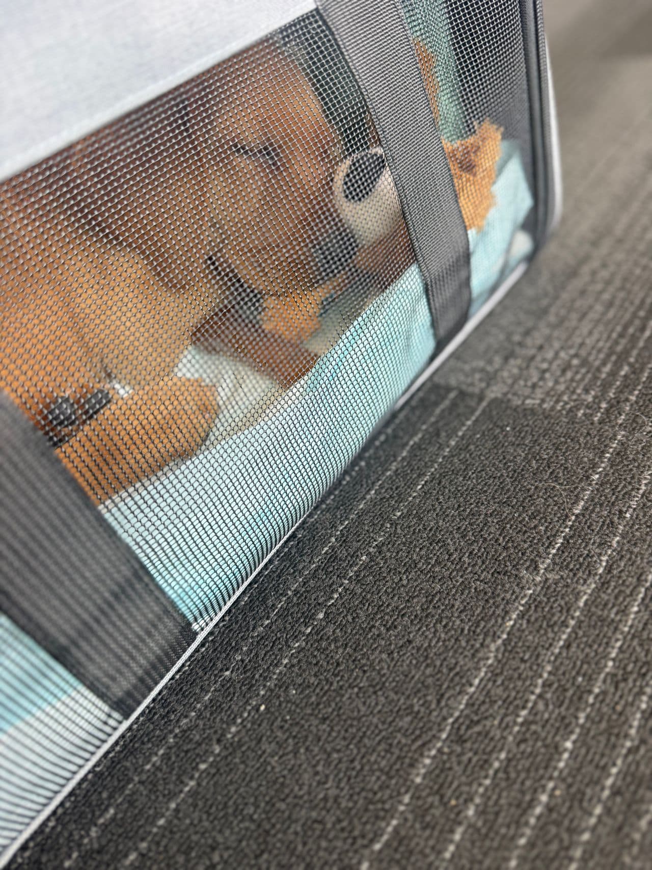 Pet travel photo 1