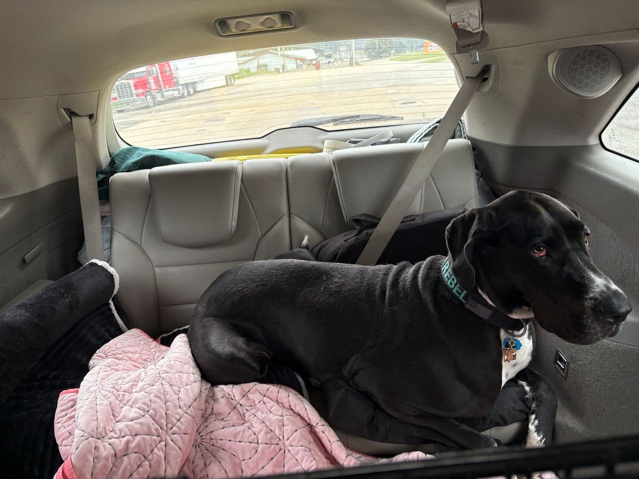 Pet travel photo 3
