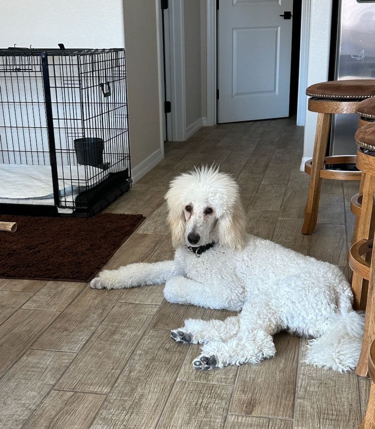 Pet travel photo 5