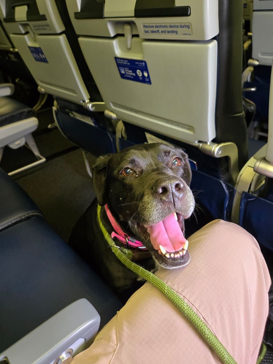 Pet travel photo 4