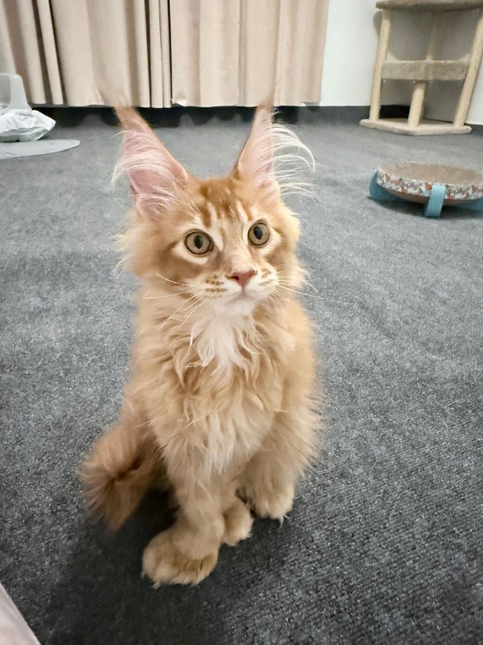 Pet travel photo 5