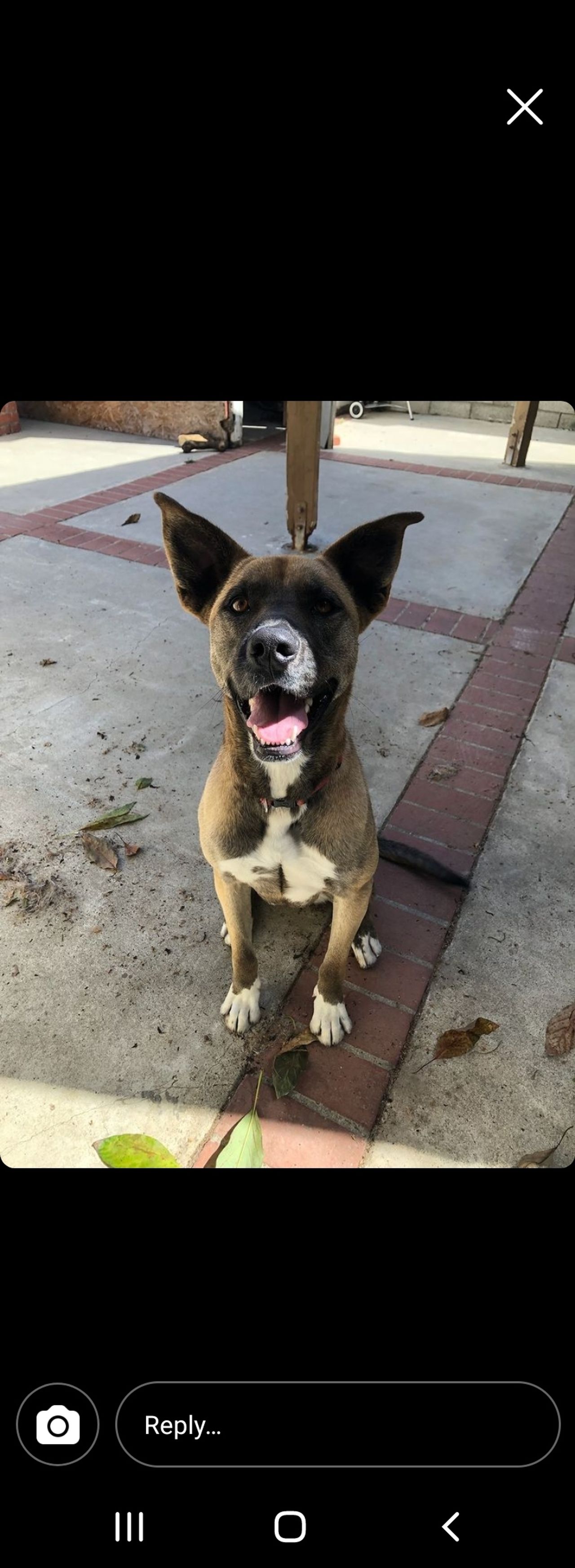 Pet travel photo 4