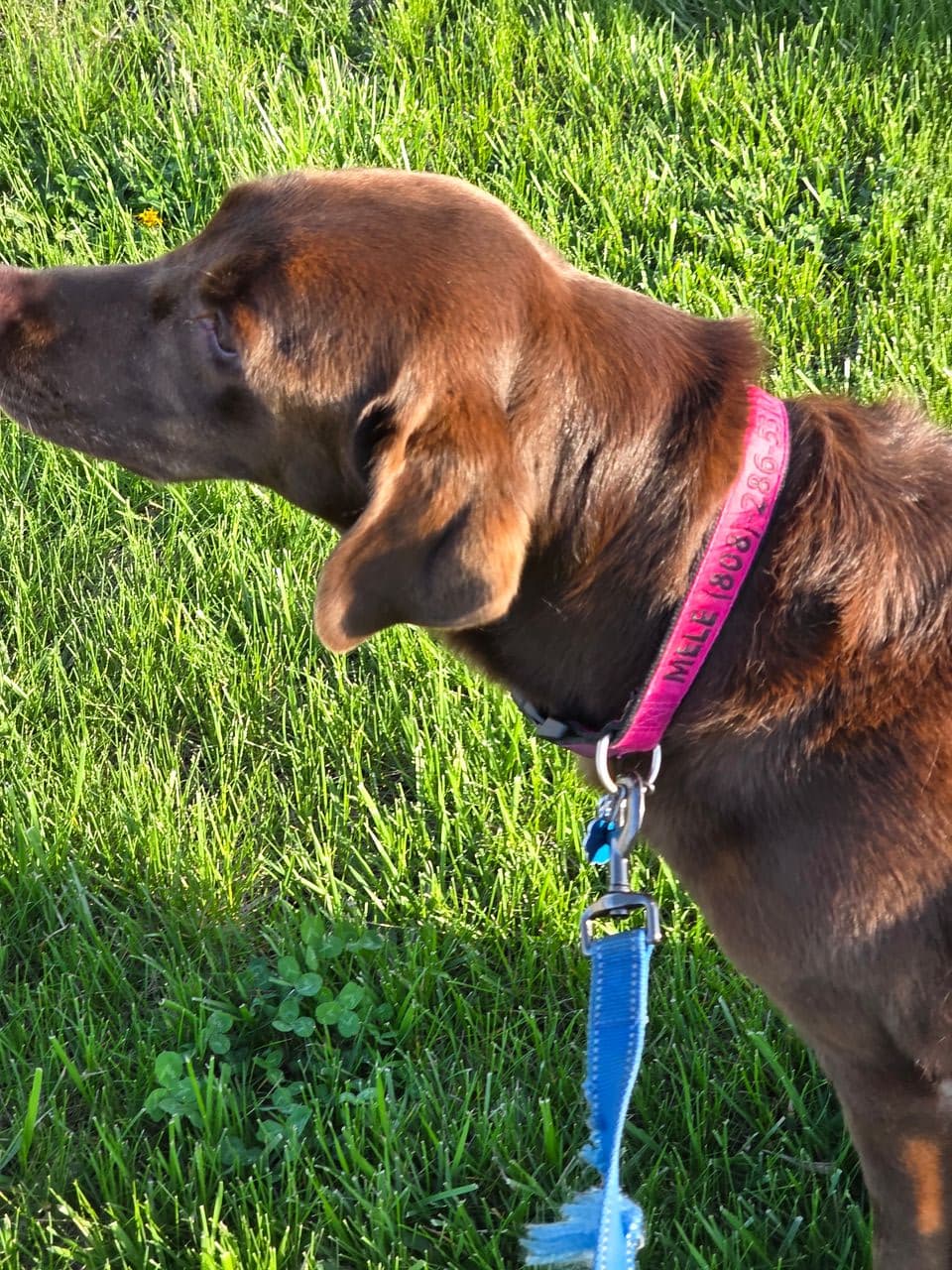 Pet travel photo 4