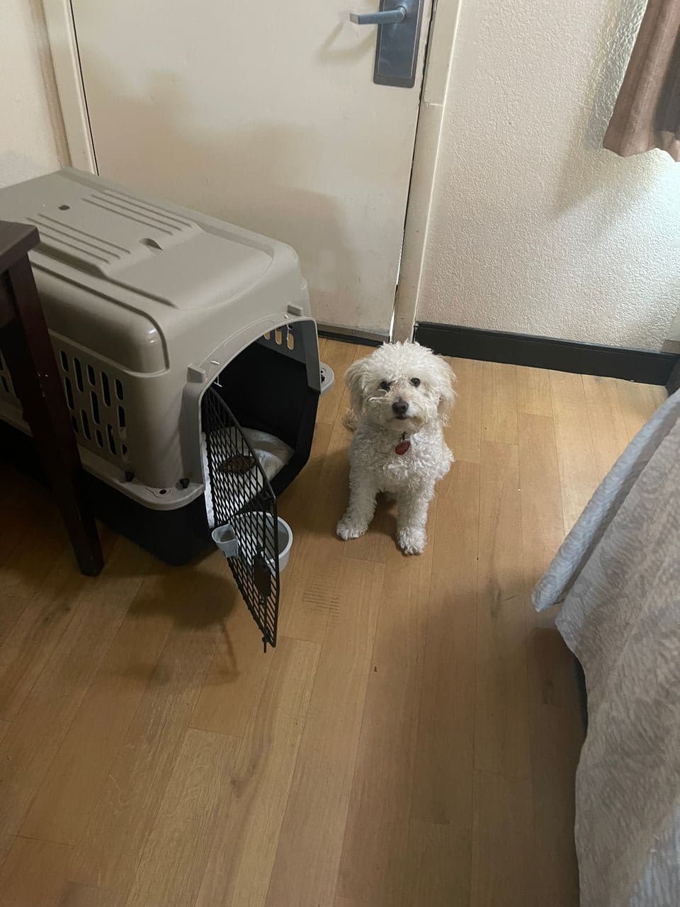 Pet travel photo 4
