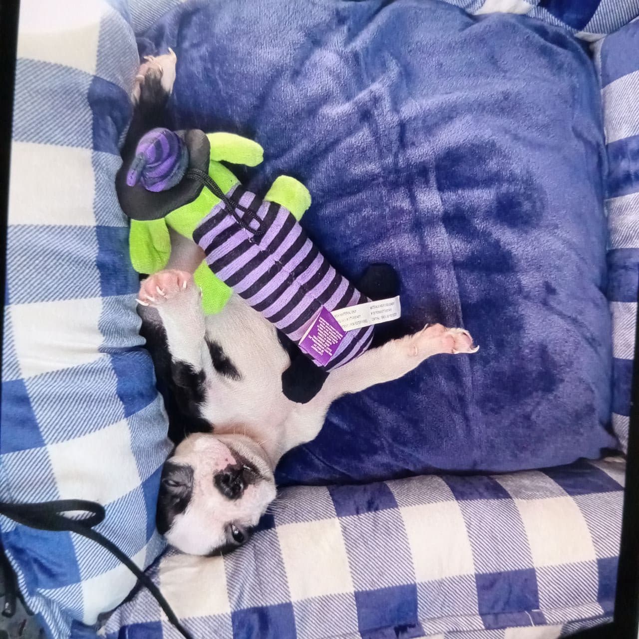 Pet Pro Transport