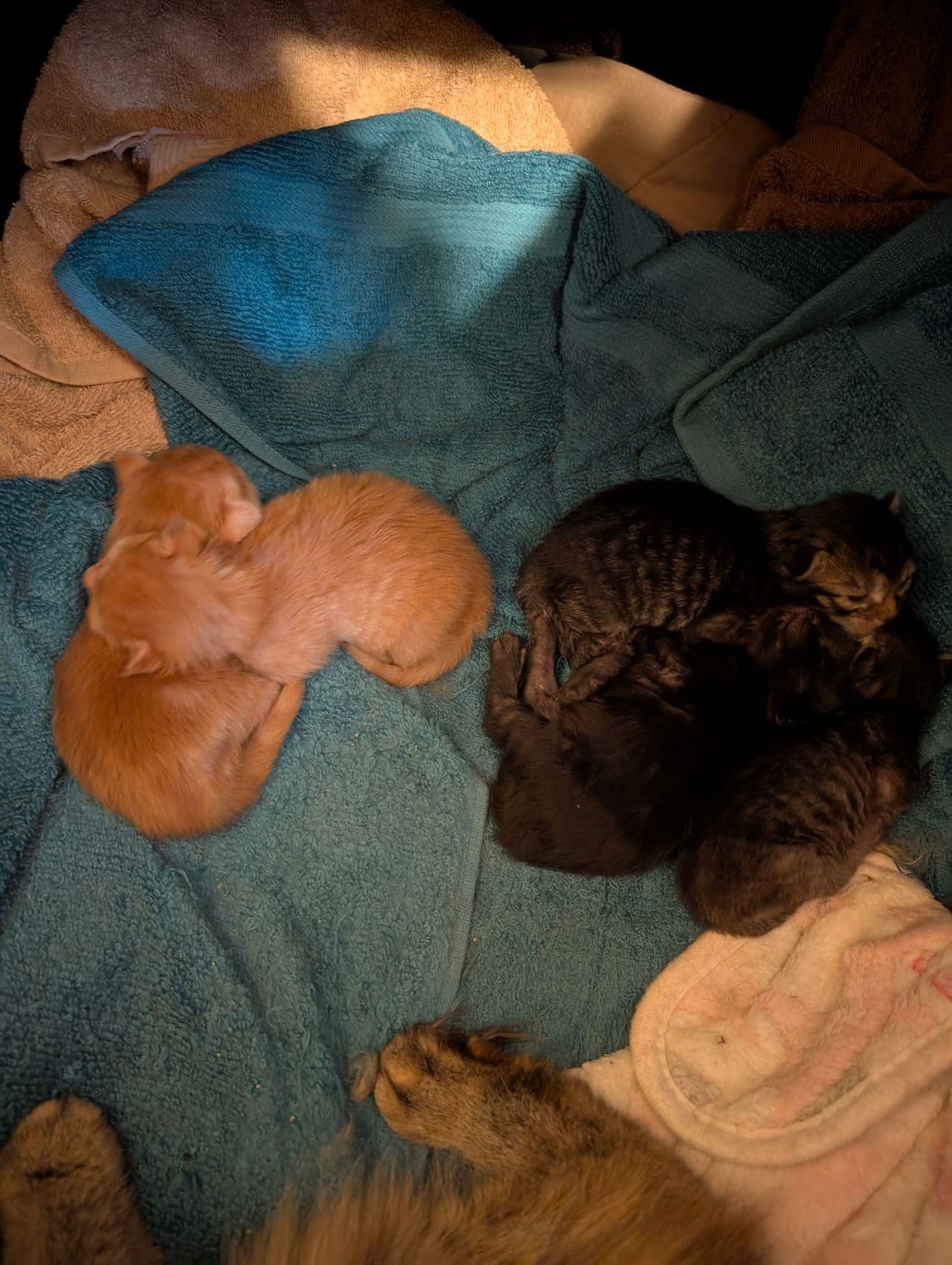 Pet travel photo 1