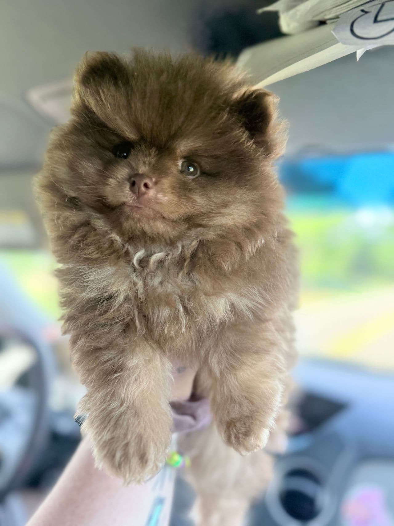 Pet travel photo 4