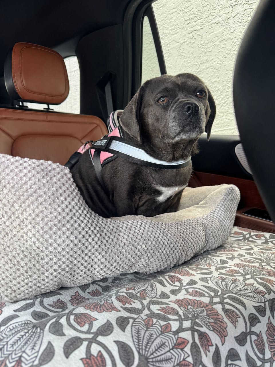 Pet travel photo 2