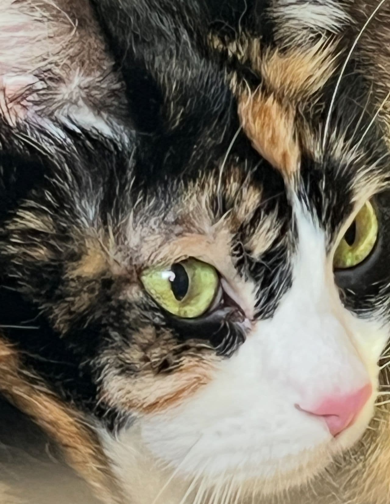 Pet travel photo 2