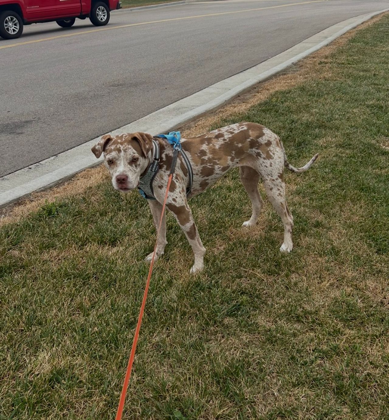 Pet travel photo 6
