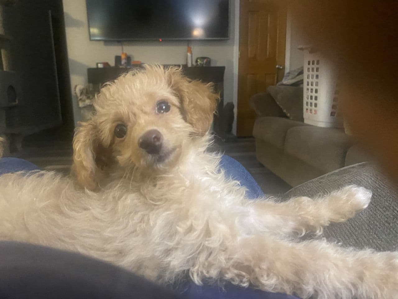 Pet travel photo 1