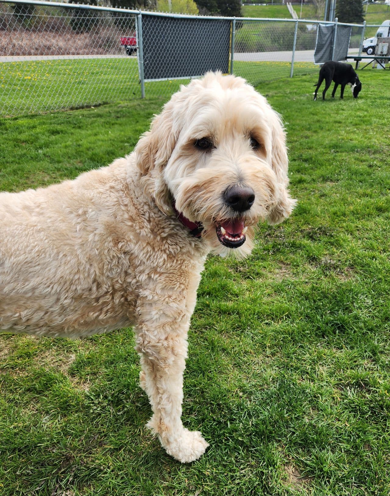 Pet travel photo 3
