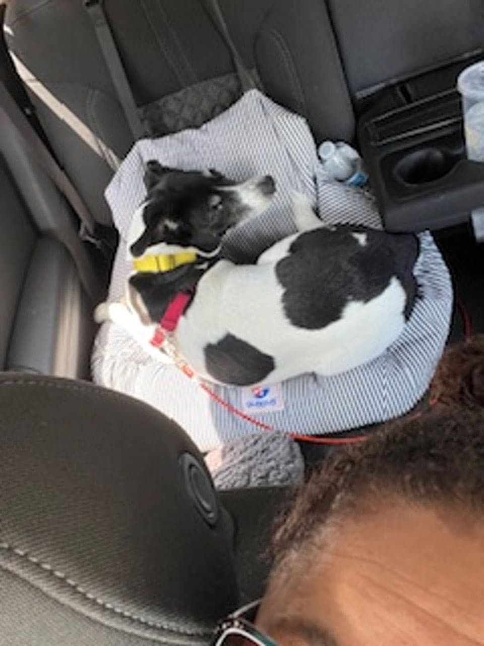 Pet travel photo 1