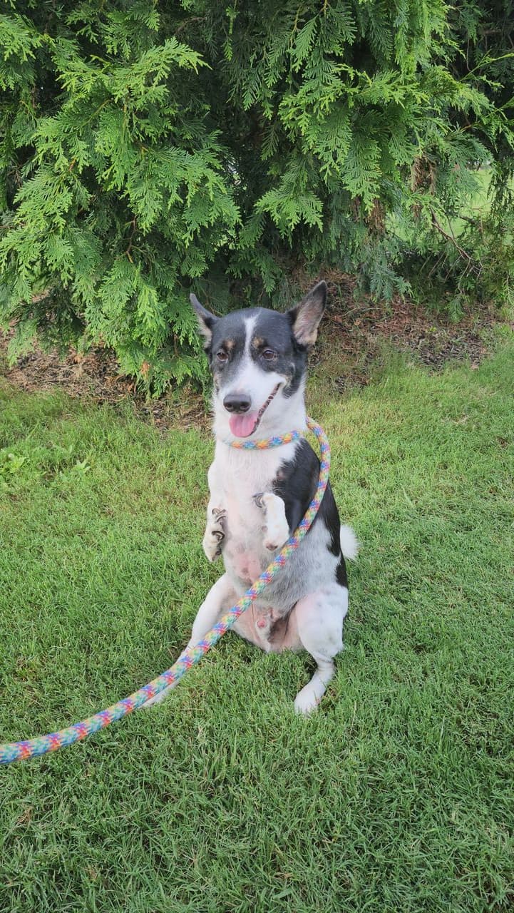 Pet travel photo 4