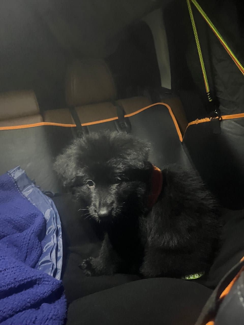 Pet travel photo 3