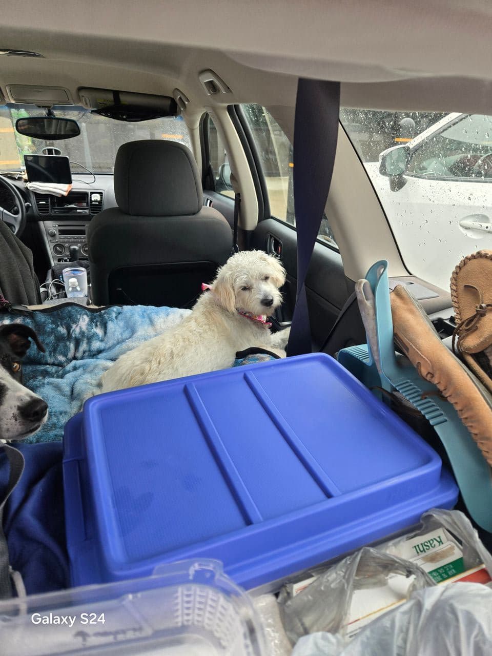 Pet travel photo 2