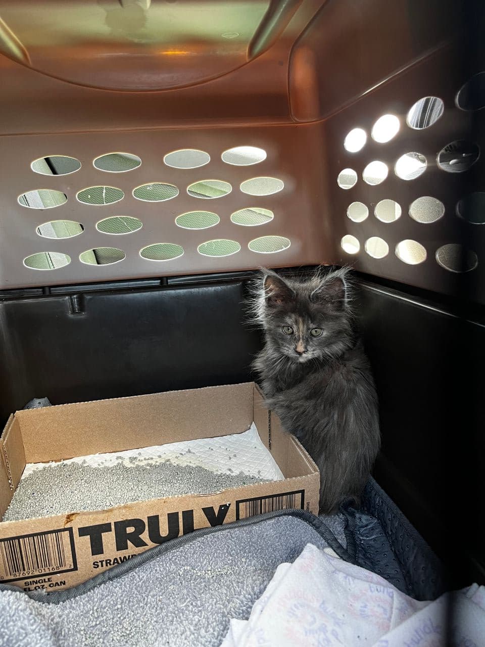 Pet travel photo 1