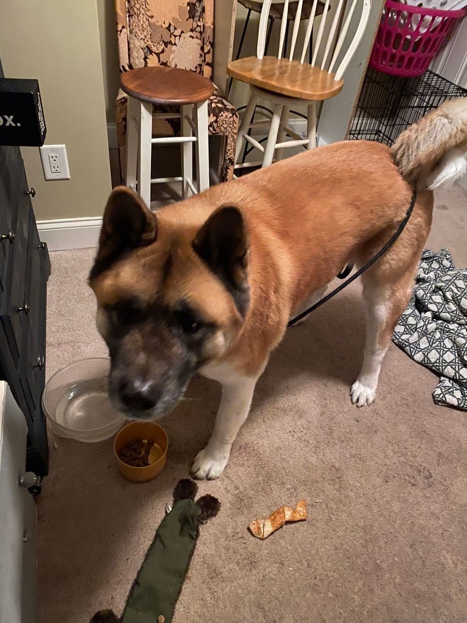 Pet travel photo 3