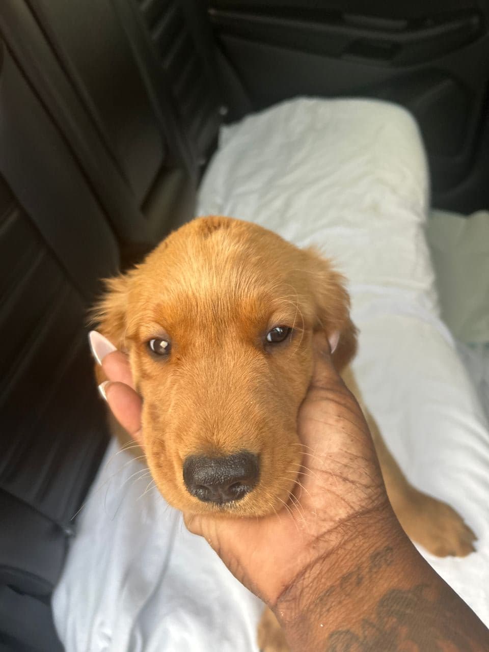 Pet travel photo 4