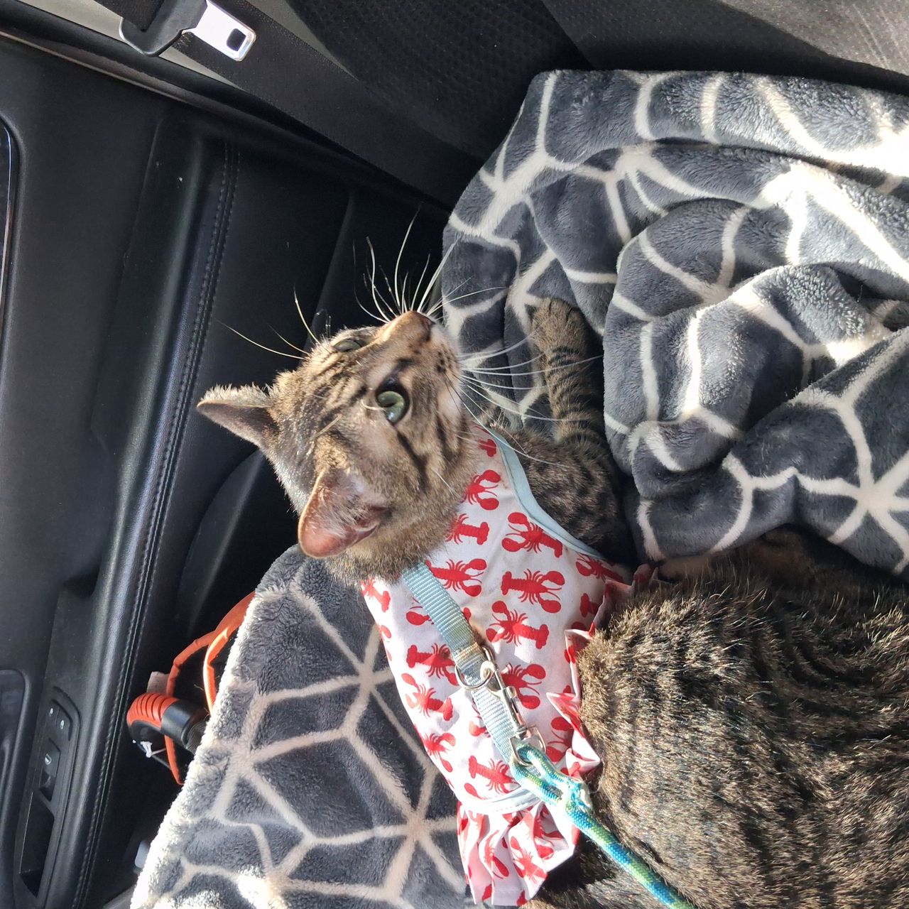 Pet travel photo 2