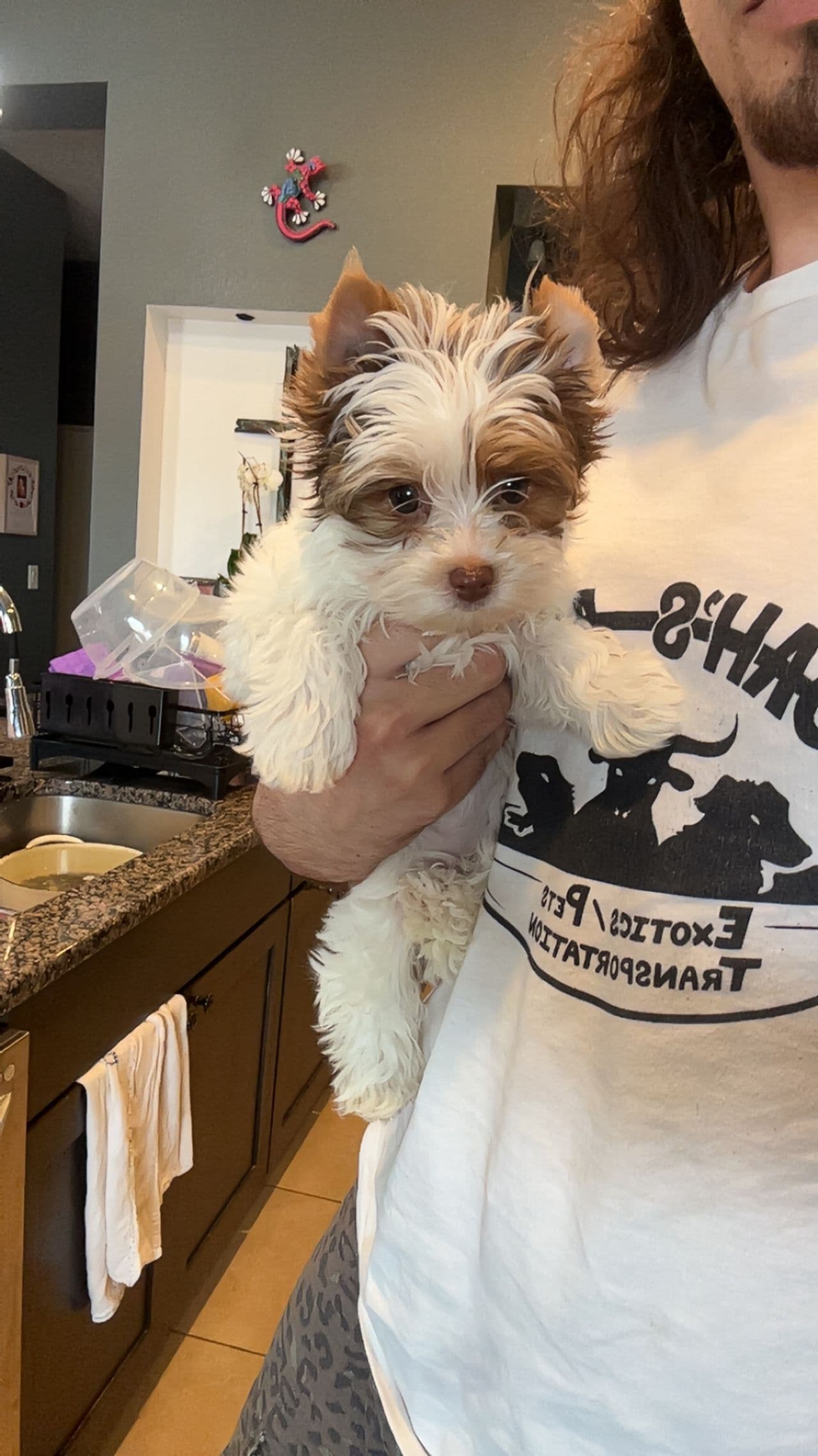 Pet travel photo 2