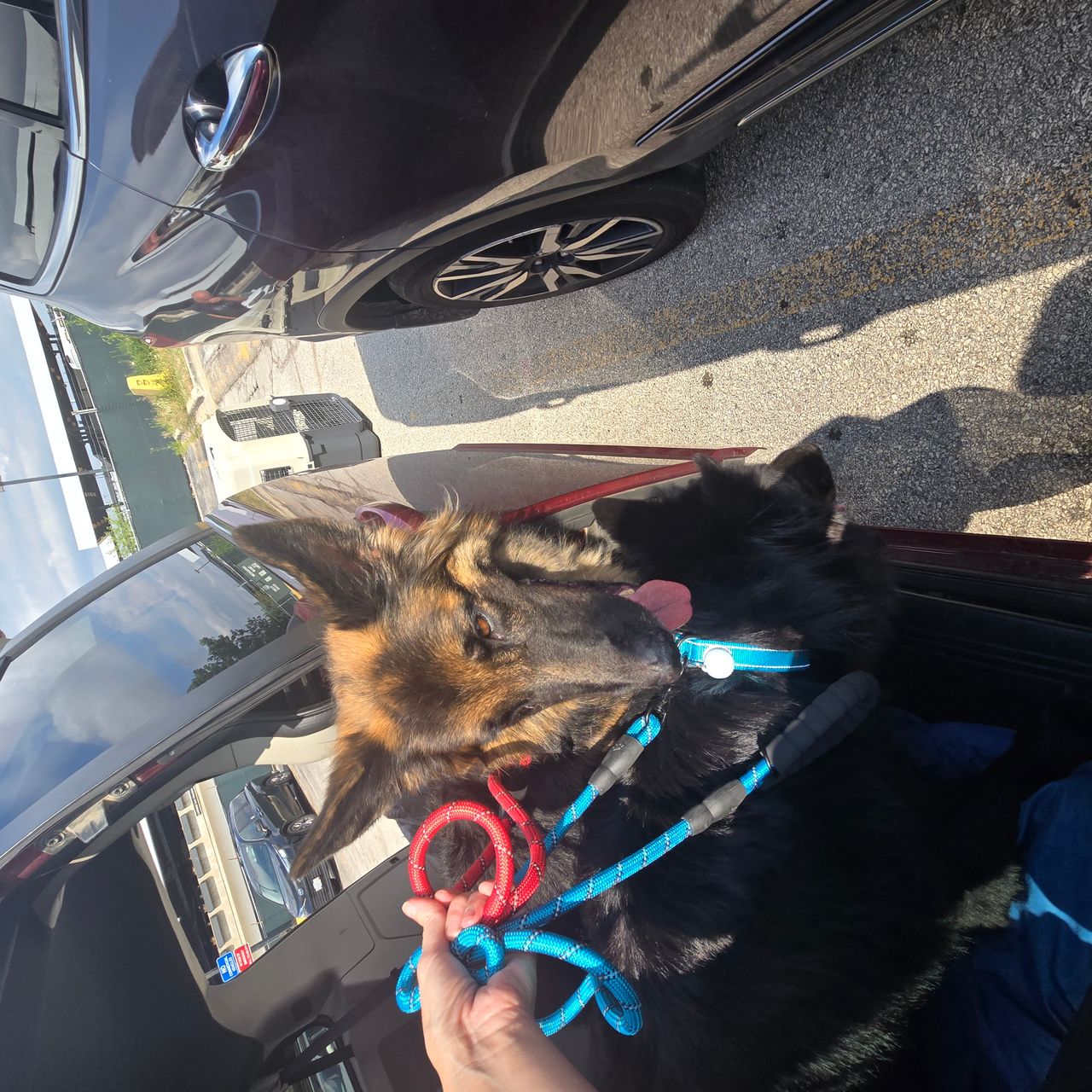 Pet travel photo 2