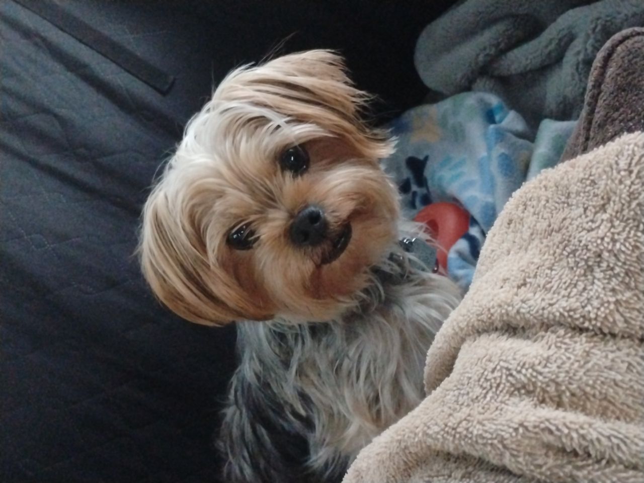 Pet travel photo 4