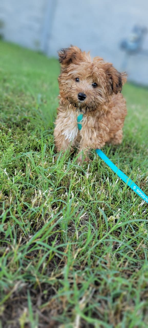 Pet travel photo 1