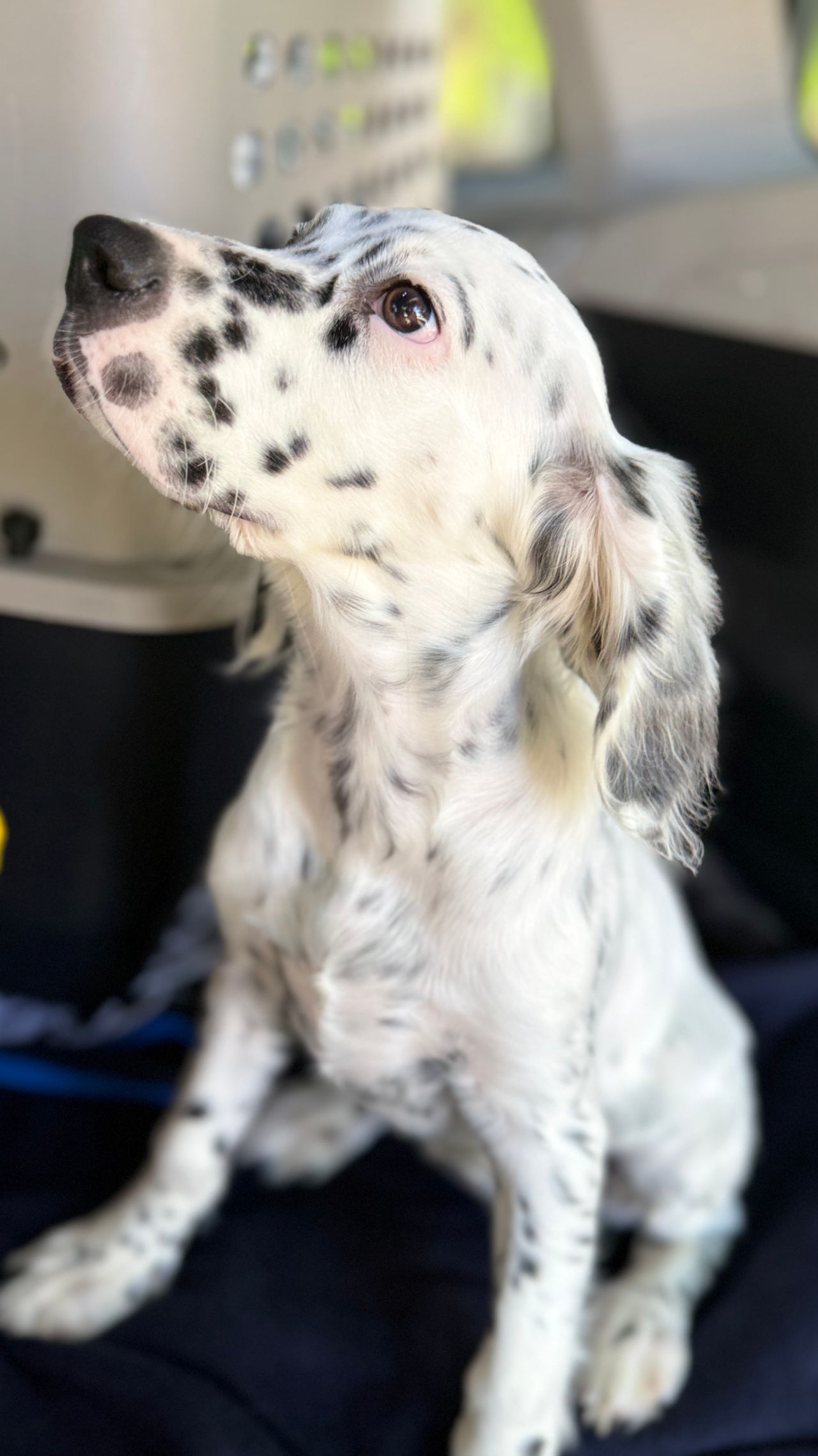 Pet travel photo 1