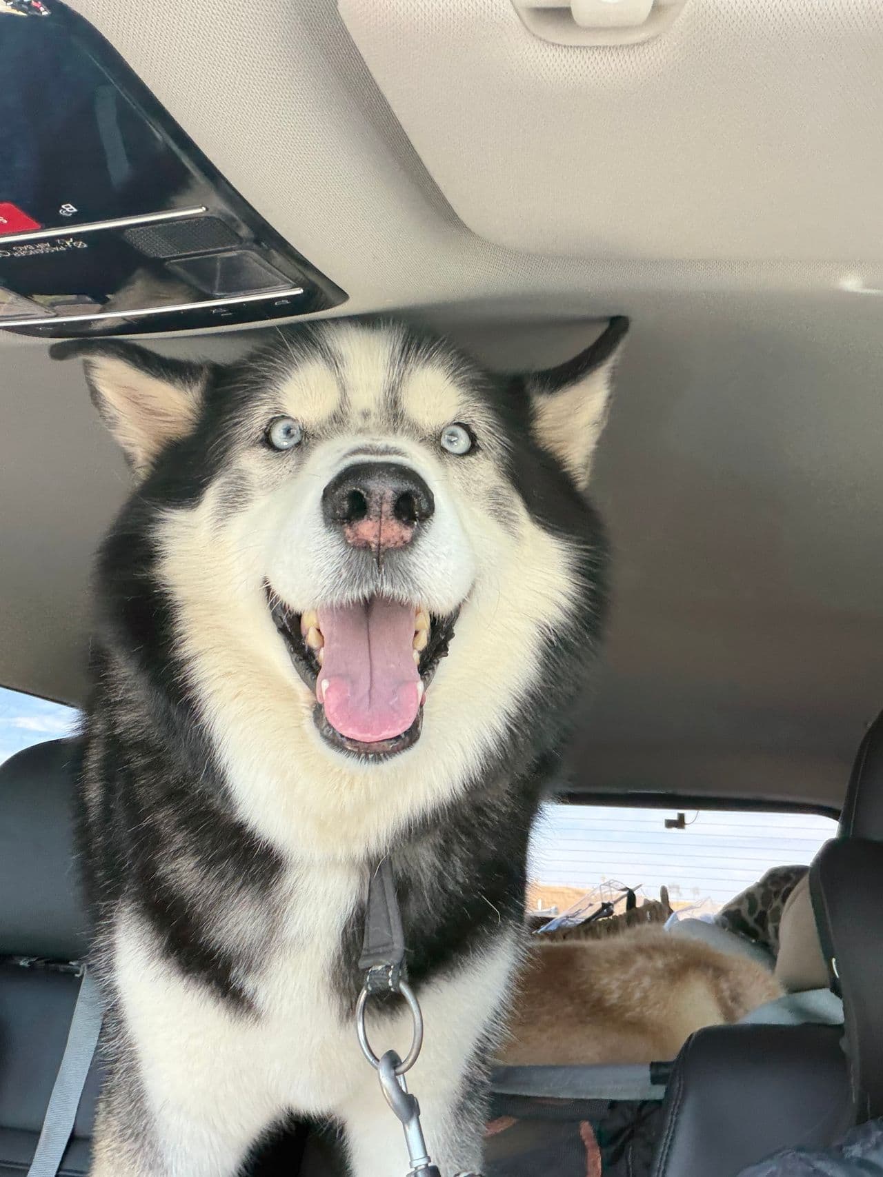 Pet travel photo 5