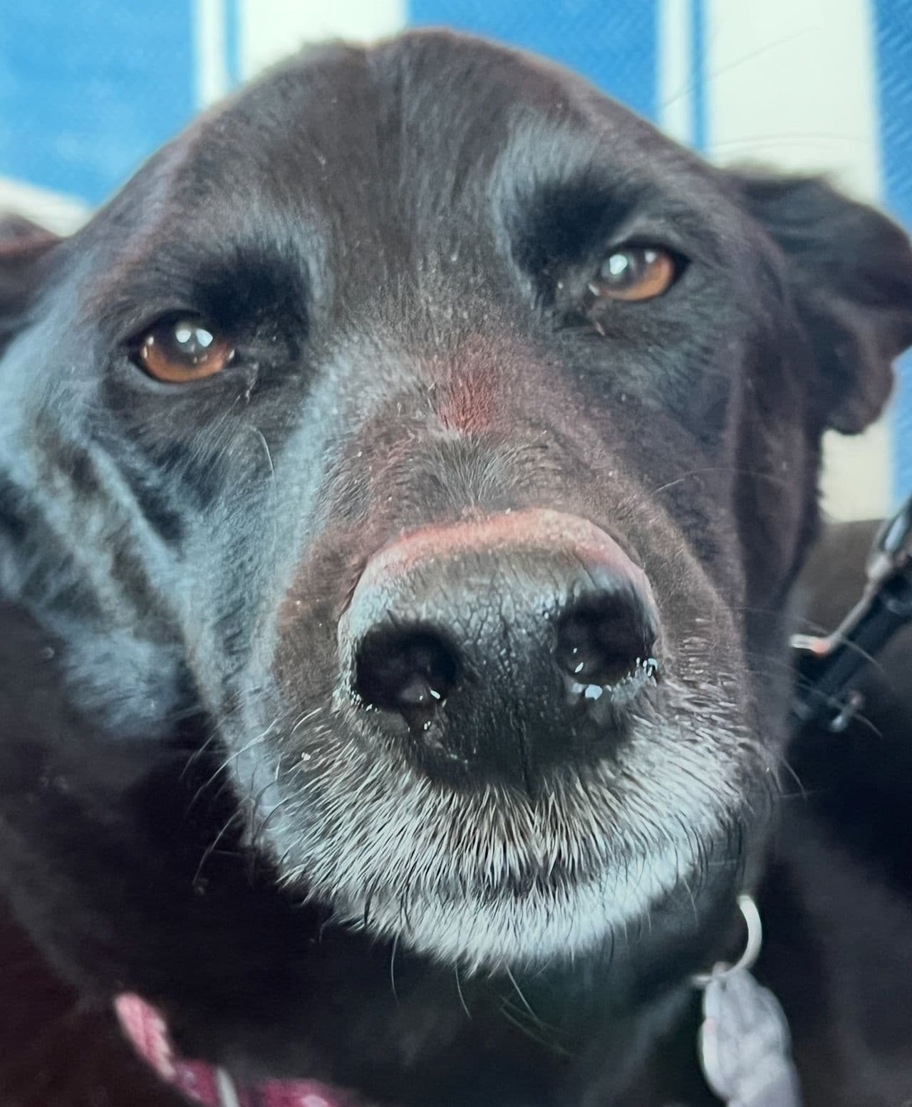 Pet travel photo 4