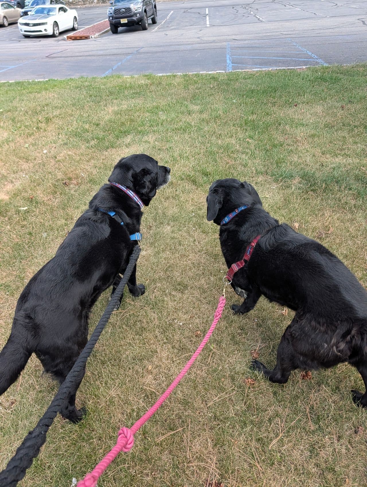 Pet travel photo 1