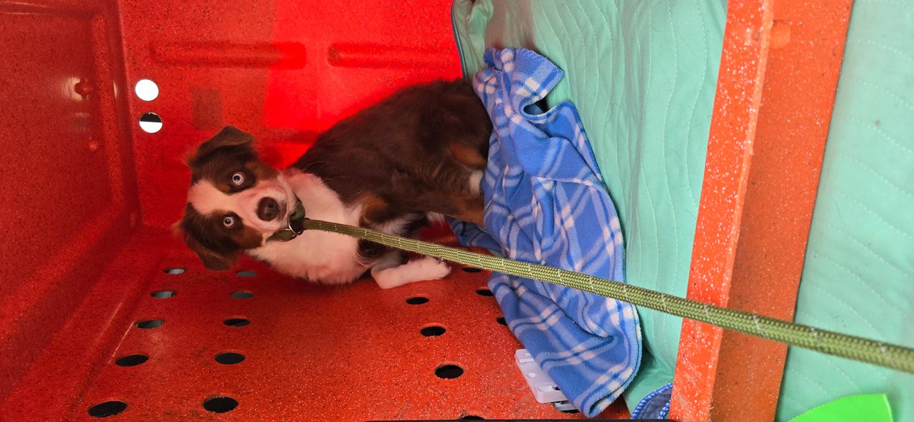 Pet travel photo 2