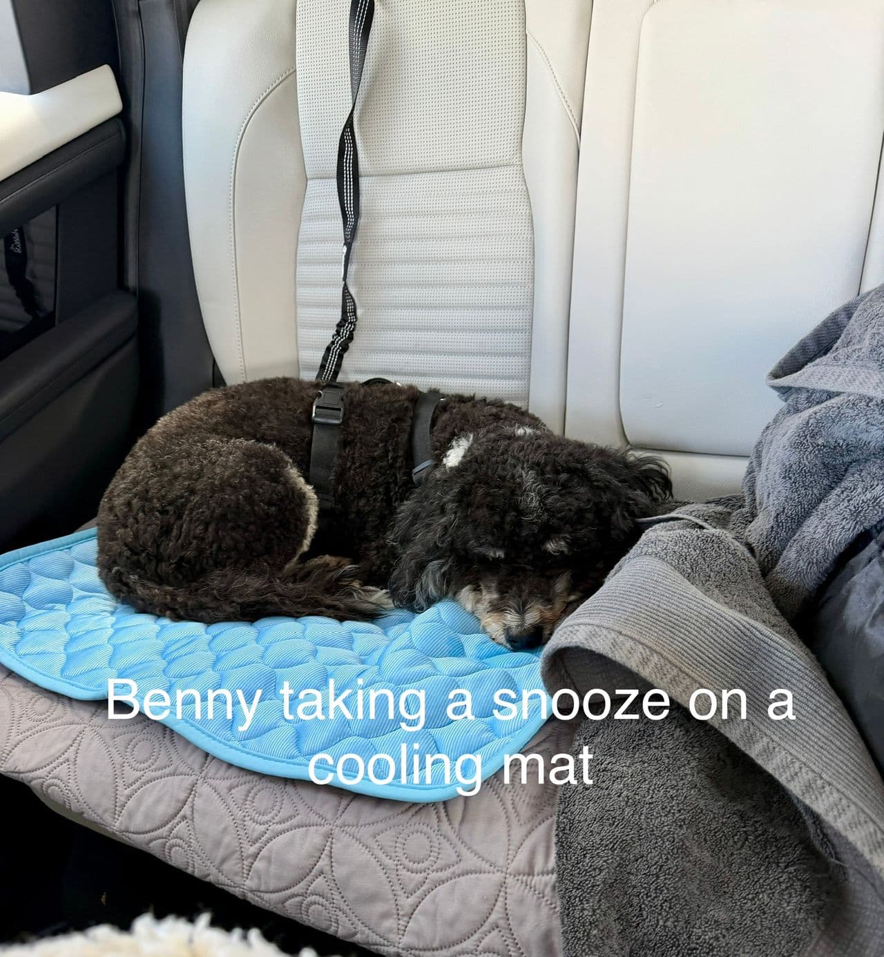 Pet travel photo 1