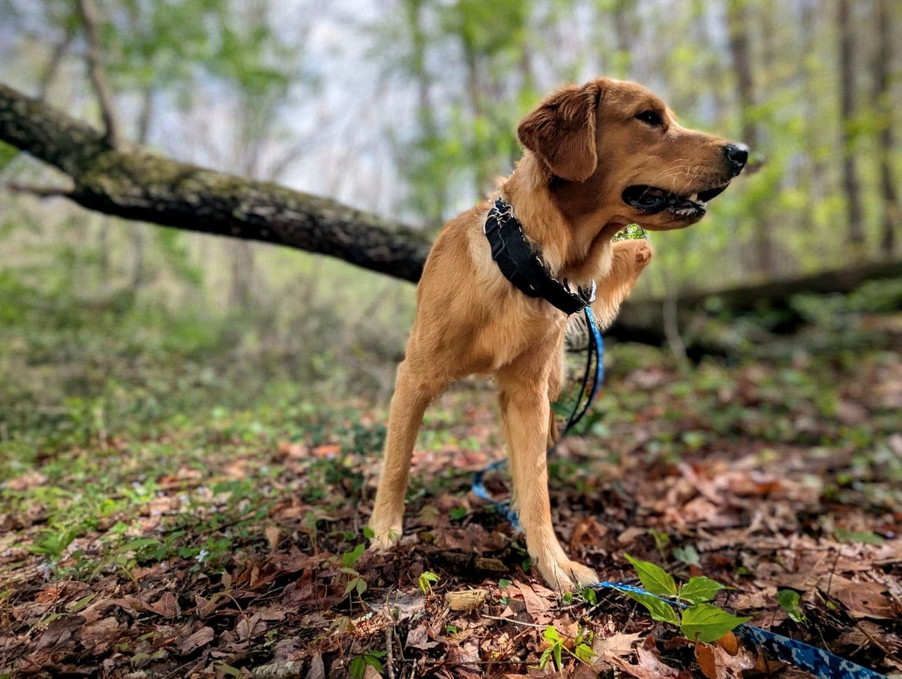 Pet travel photo 3
