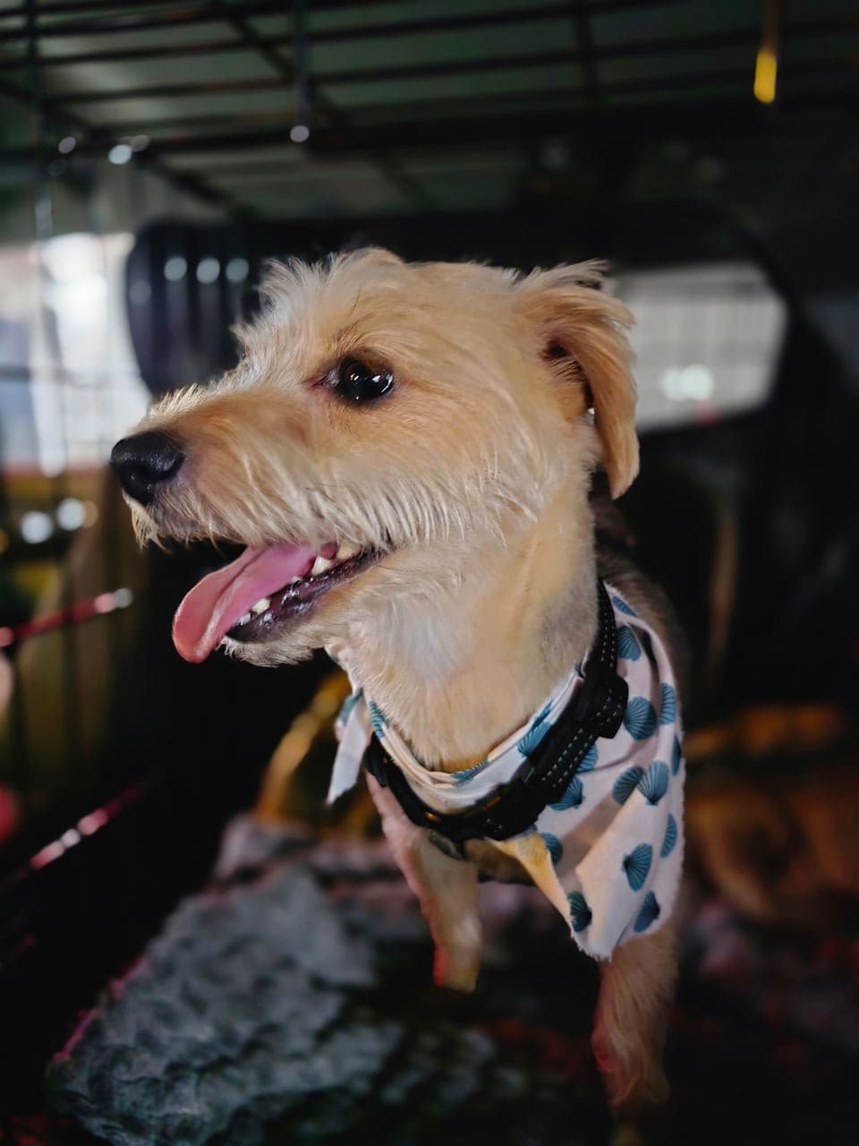 Pet travel photo 4