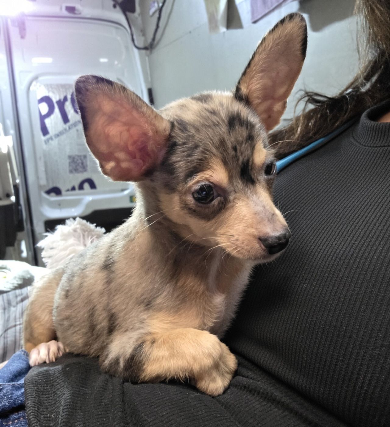 Pet travel photo 3
