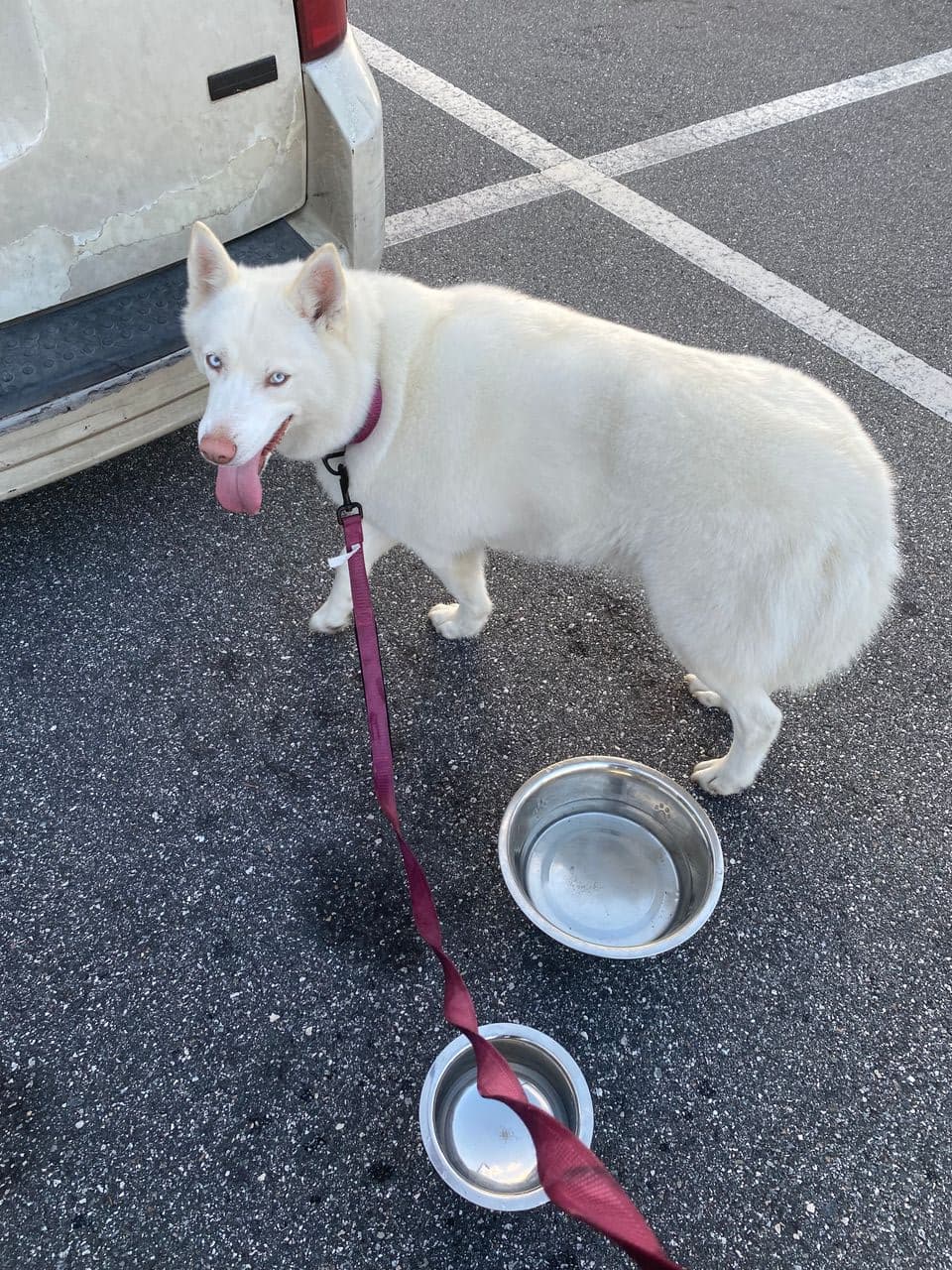 Pet travel photo 3
