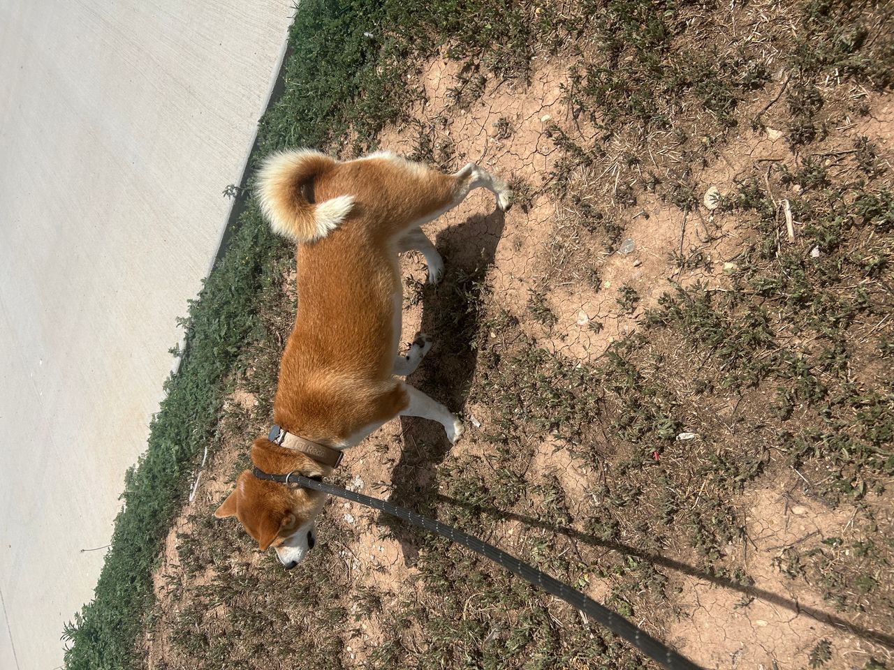 Pet travel photo 5