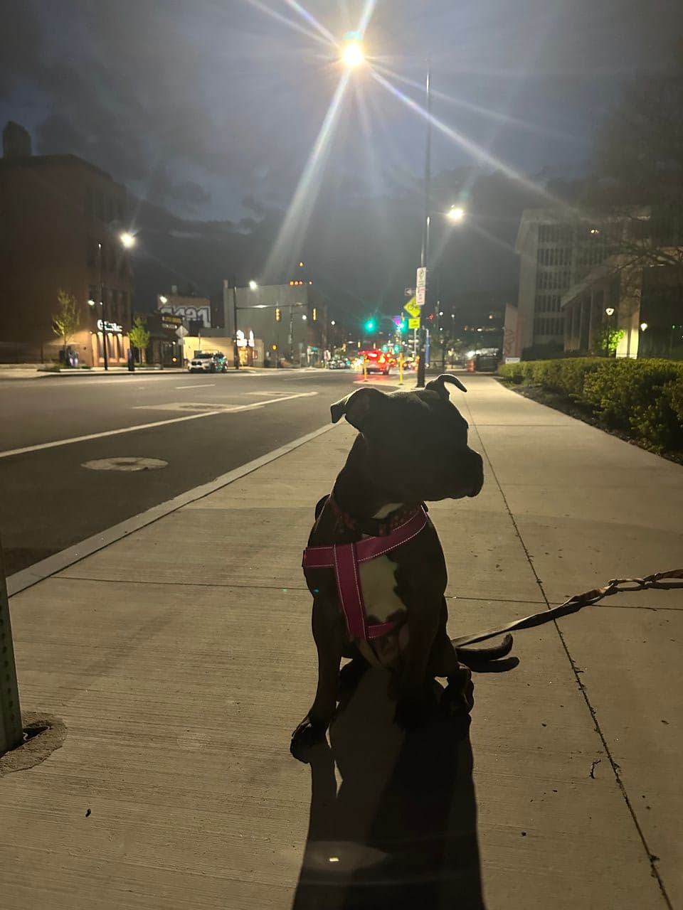 Pet travel photo 2