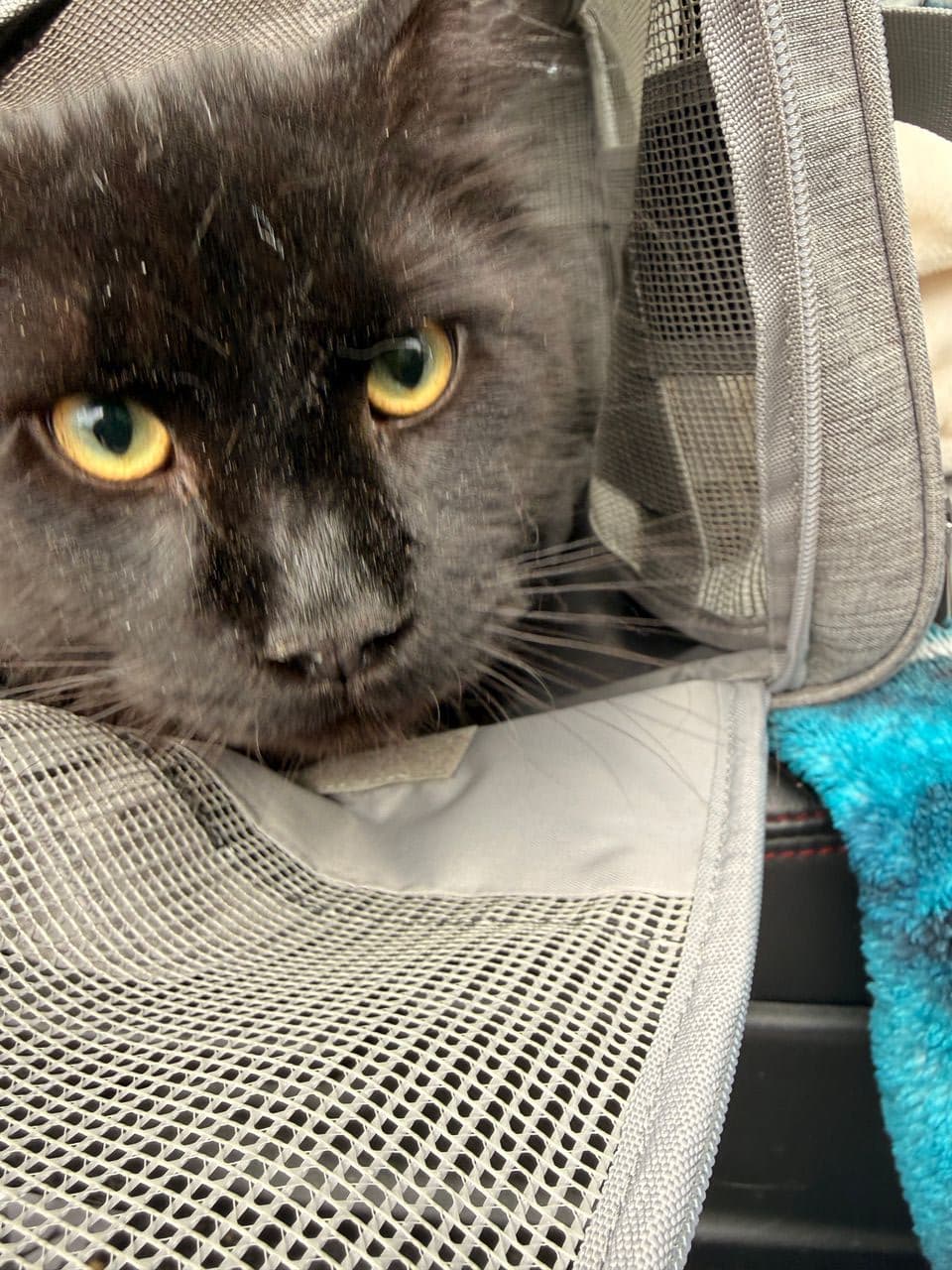 Pet travel photo 4
