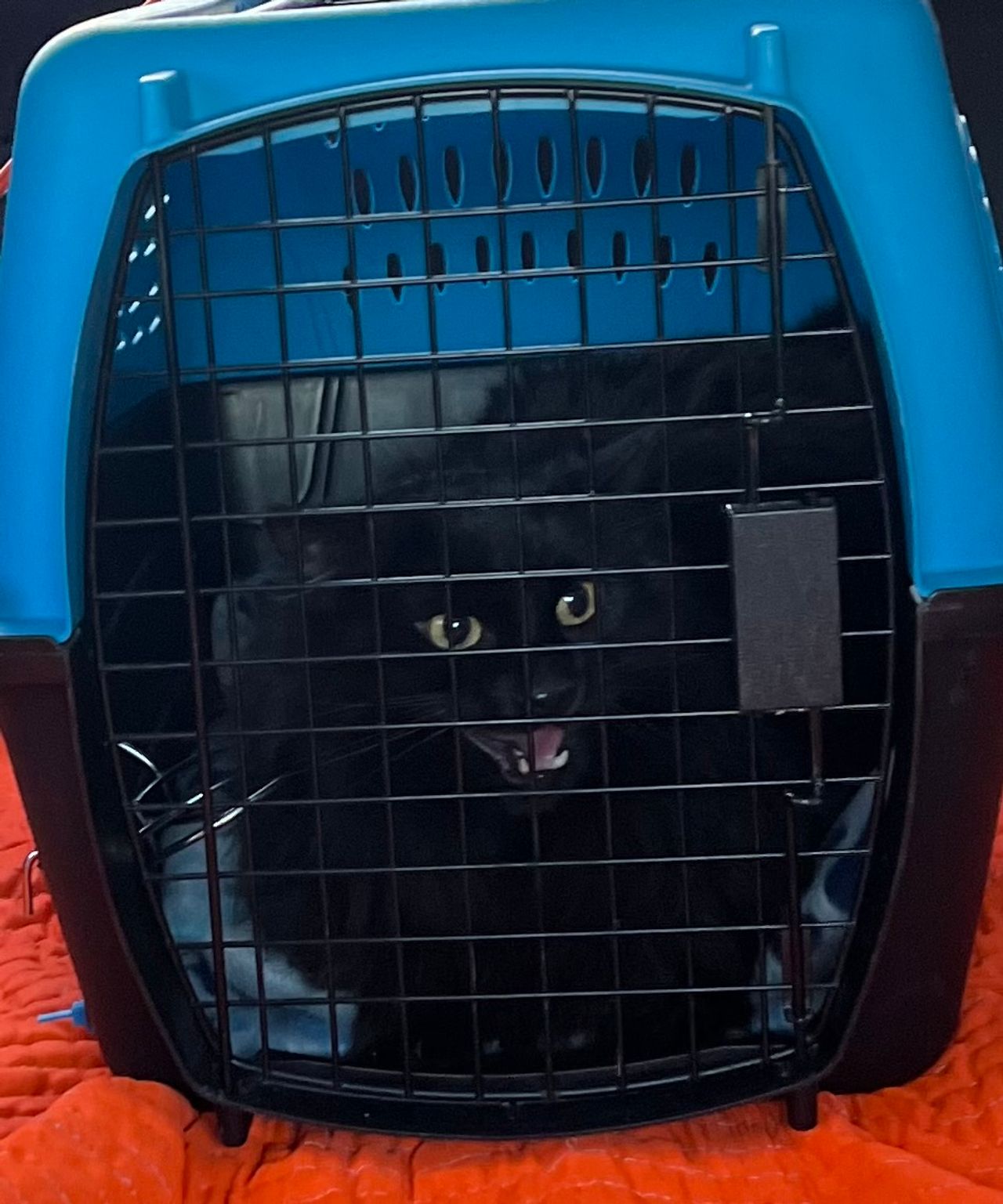 Pet travel photo 1