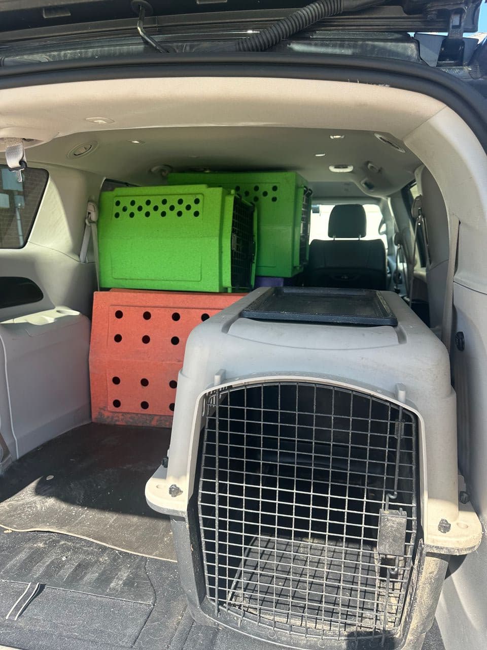 Pet travel photo 4