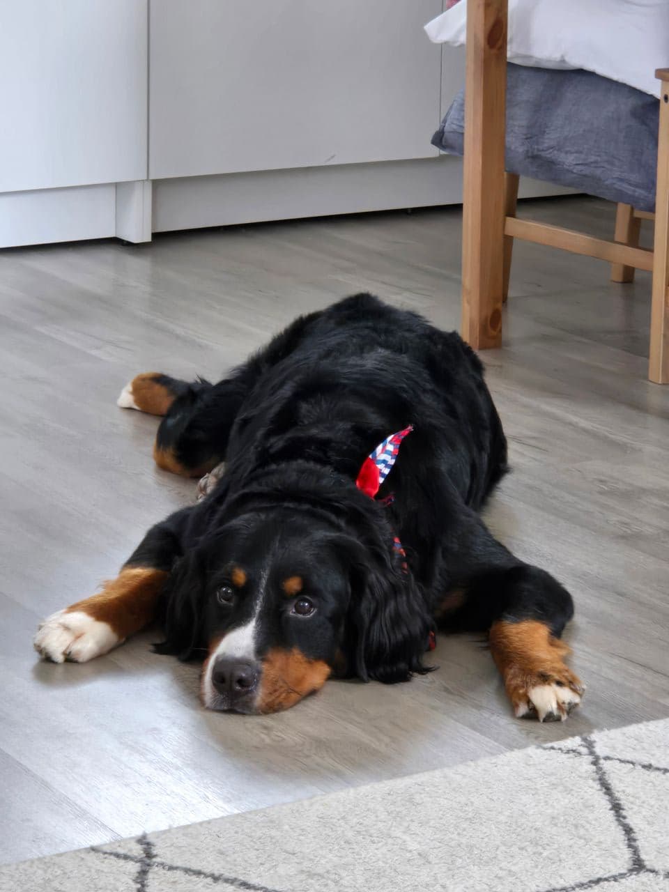 Pet travel photo 5