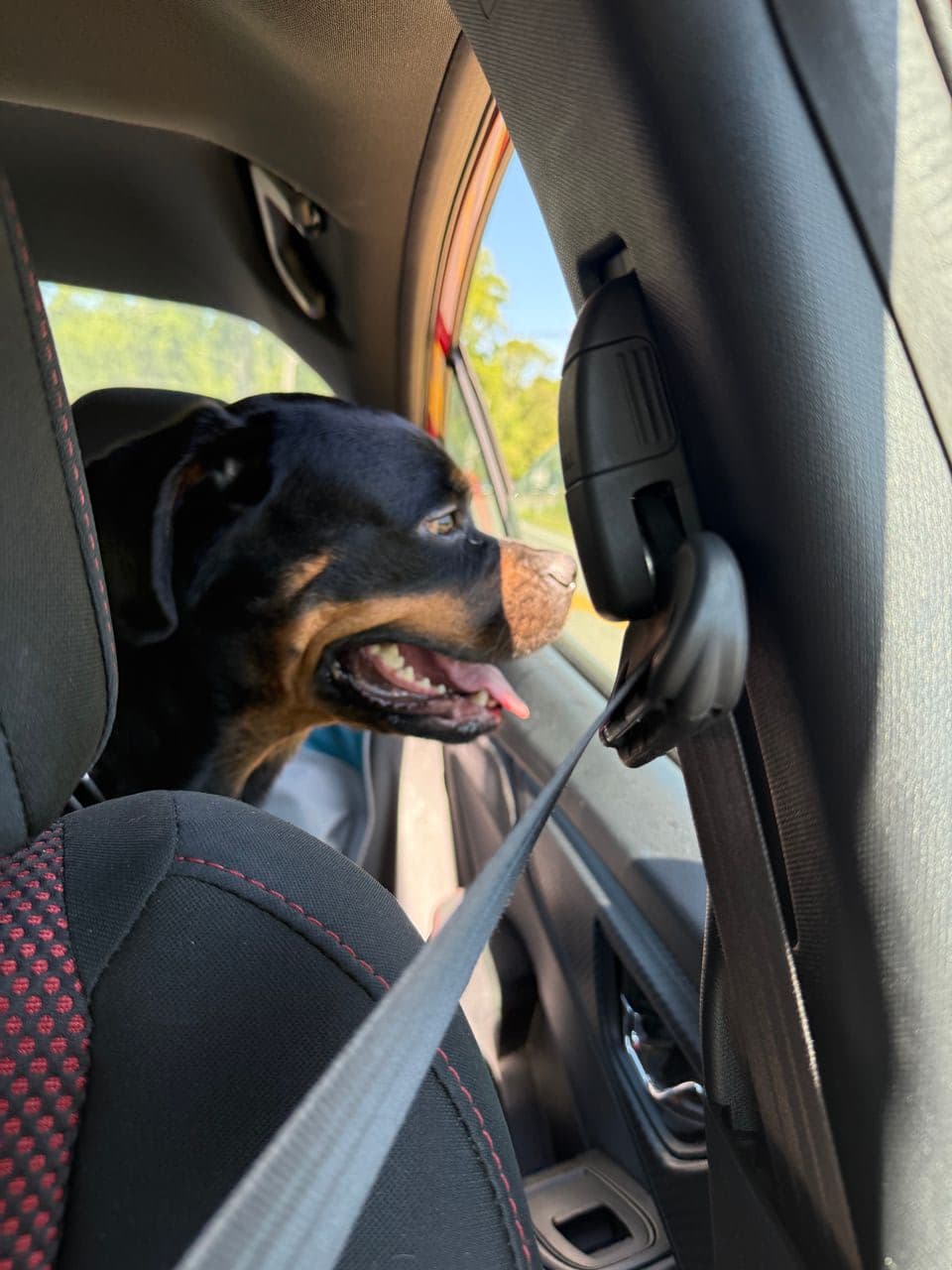Pet travel photo 6